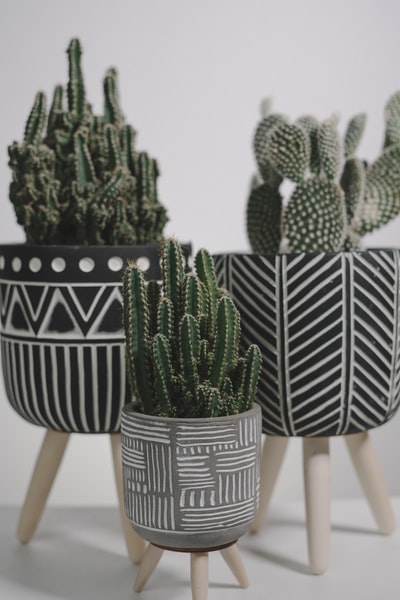 Blue and white porcelain basin of cactus
